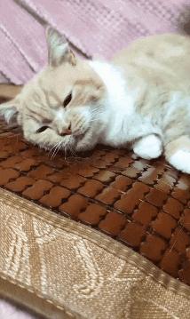 微胖渐欲迷人眼分分钟缴械投降的动态图