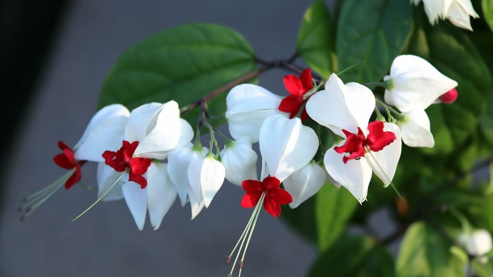 养龙吐珠有什么忌讳,养龙吐珠花用多大盆适合