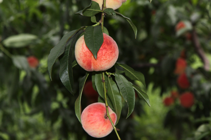 桃子幼果期突然僵果,桃子僵果怎么办打啥药