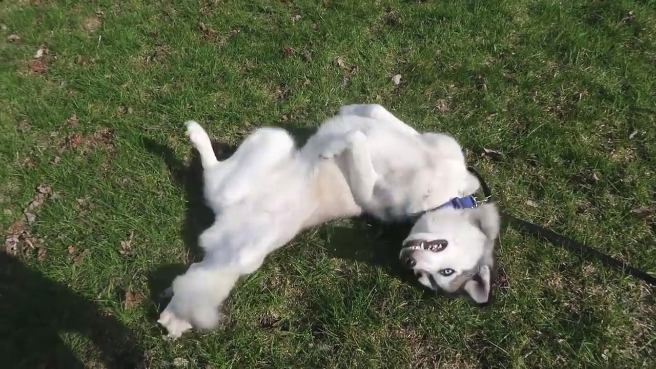 狗狗浑身痒痒总是挠怎么办,狗狗在草地用头蹭地怎么回事