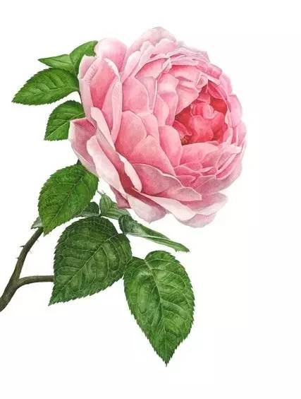 超写实绘画真实吗,超写实的植物绘画