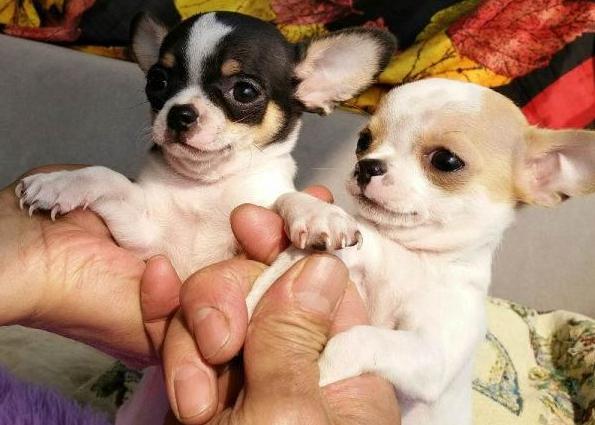 养吉娃娃的十大忌讳,吉娃娃十大忌讳