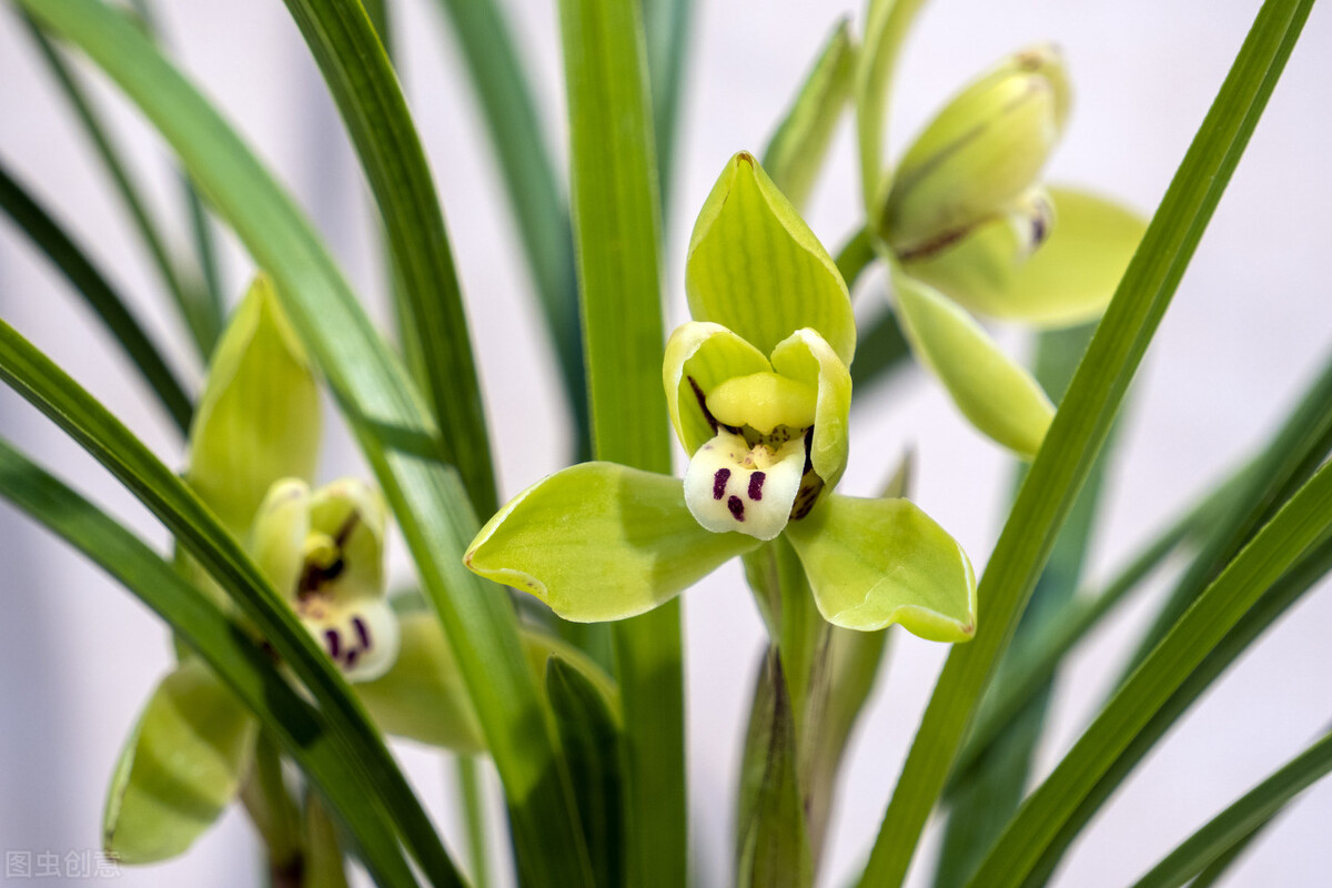 兰花养得好看,兰花养哪种好看还好养