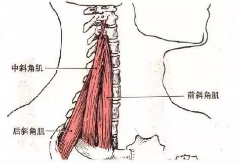 肩周酸痛手发麻如何治疗,肩颈酸痛发麻怎么缓解