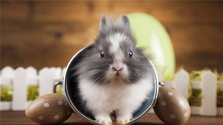 兔子最简单分雌雄图片,15天兔子雌雄对照图