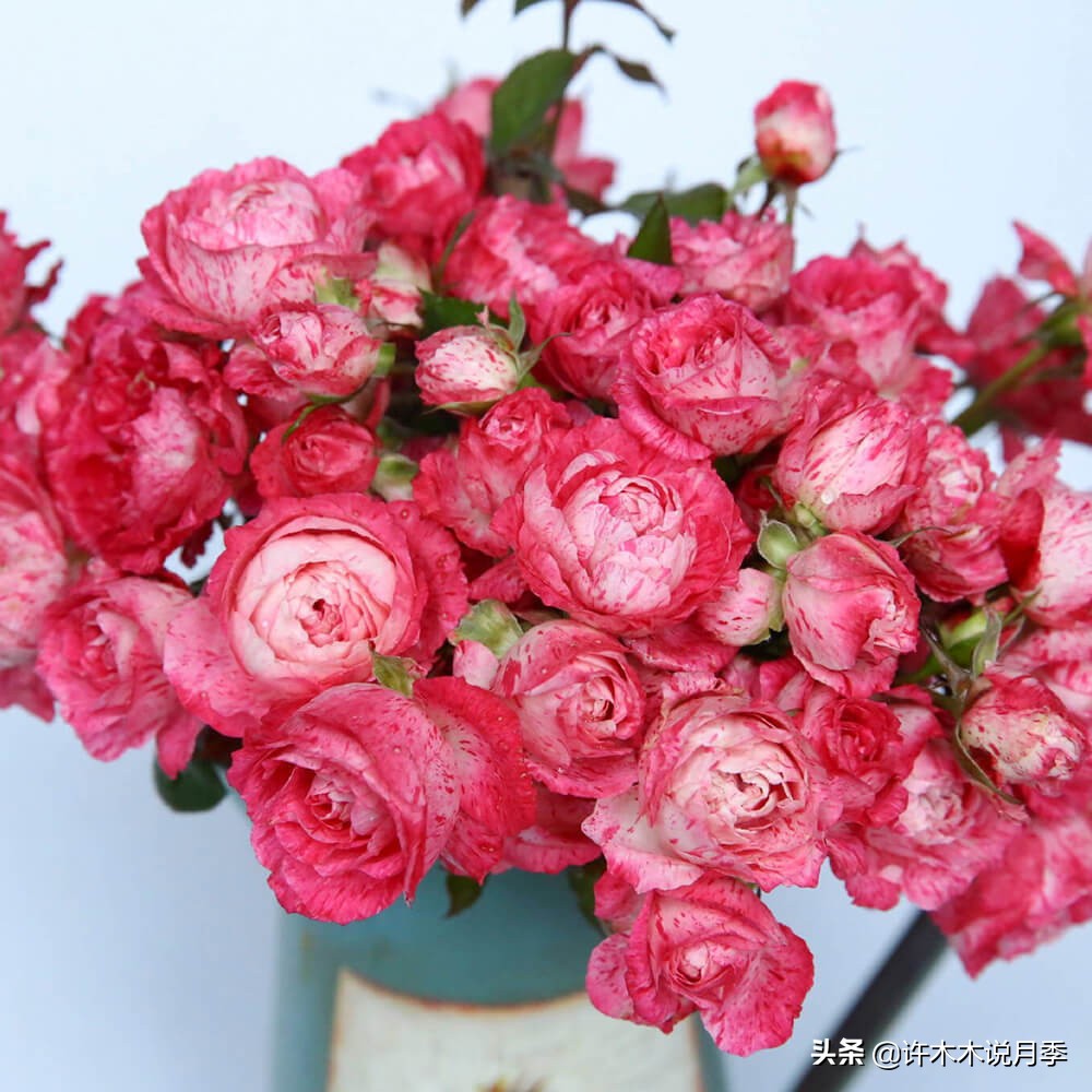 月季黑杆烂根用什么药,月季扦插黑杆了怎么救