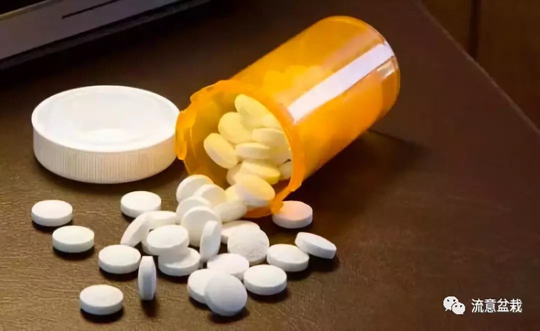 富贵竹叶子发黄怎么救还没有生根,平安竹叶子发黄干枯怎么补救