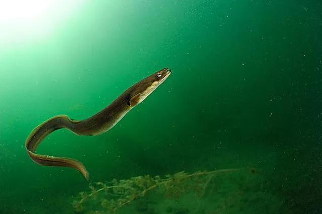 起点即终点：鳗鱼穷其一生，只为留下最后的温柔