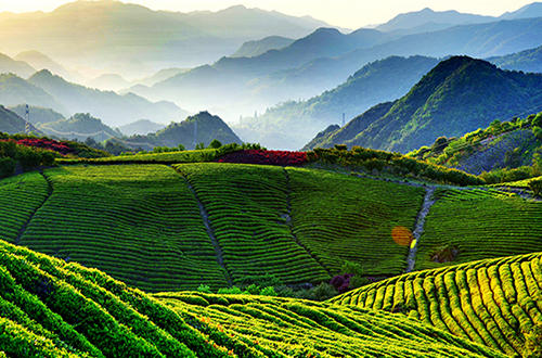 苏州碧螺春茶因为什么而著称,十大名茶之碧螺春