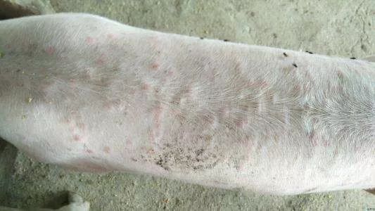 养猪疾病预防技术,养猪为什么要预防布病