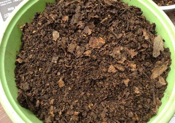 给君子兰换盆注意事项,君子兰换盆后叶片发软是什么原因