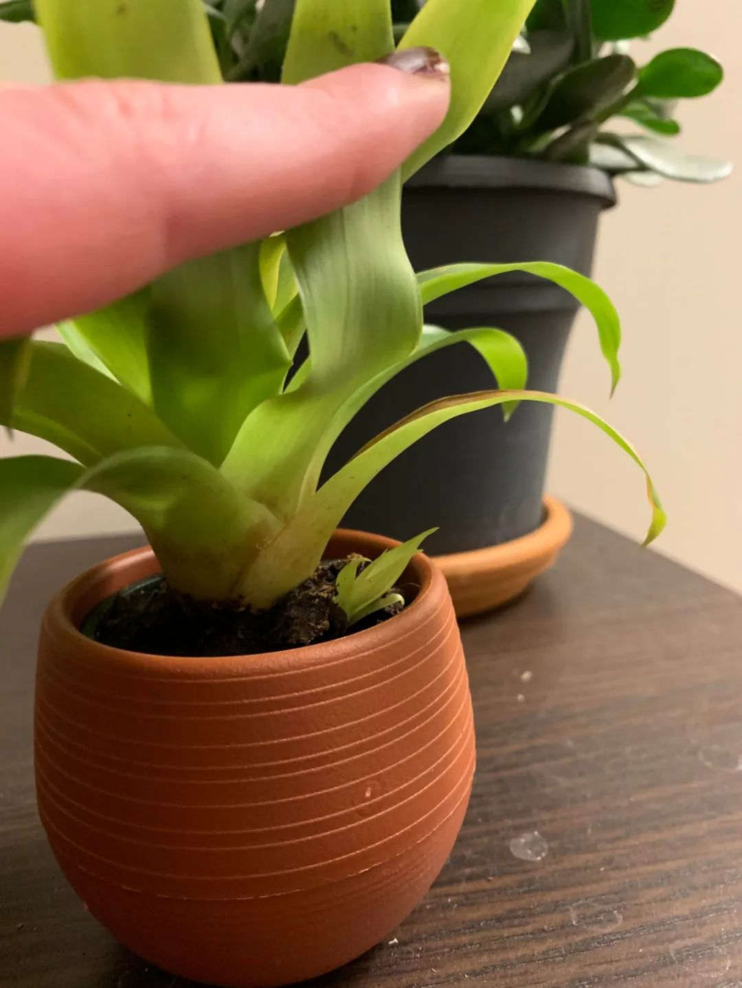 观赏凤梨开花后怎么处理,凤梨花凋谢了怎么养