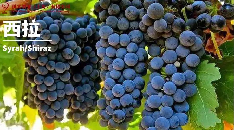 世界葡萄品种最甜十大排名榜,世界十大葡萄酒葡萄品种介绍