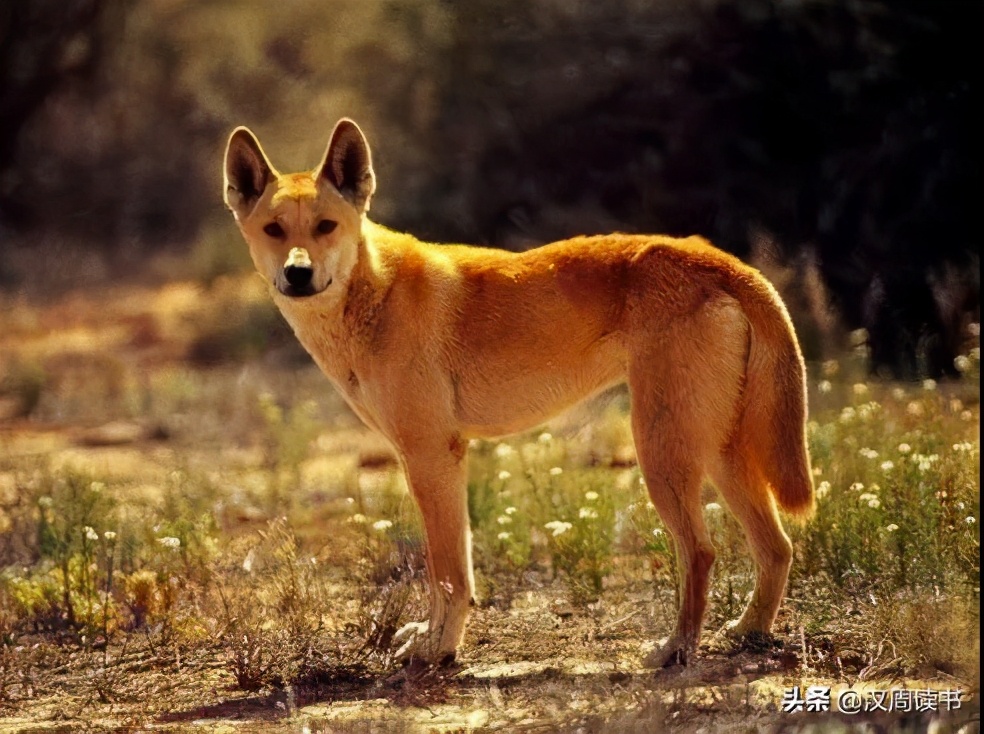 澳大利亚大学冷知识,澳大利亚冷知识100条