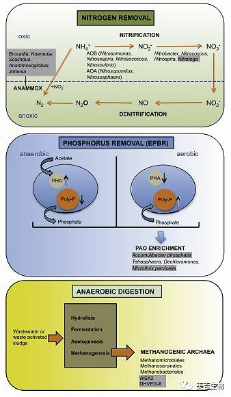 16srdna功能预测,16srdna测的是什么基因