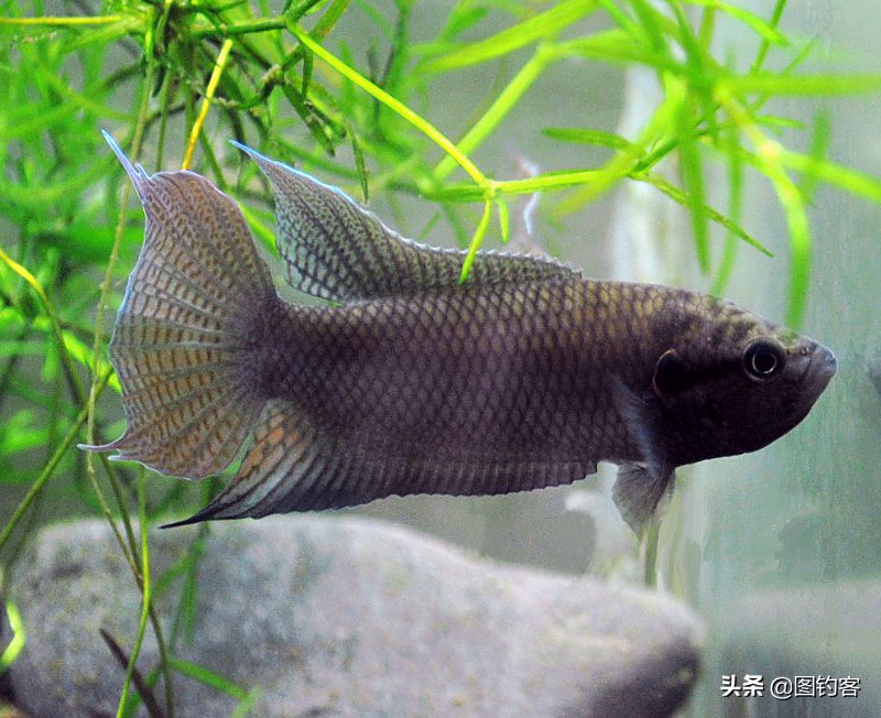 “一生都在打架中度过”：中国斗鱼，是观赏鱼中的“平头哥”