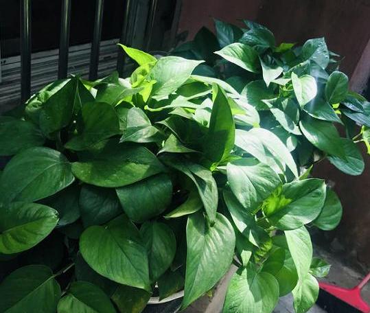 绿萝黄叶的原因及养护方法,黄叶的绿萝学一招叶子油绿还能长