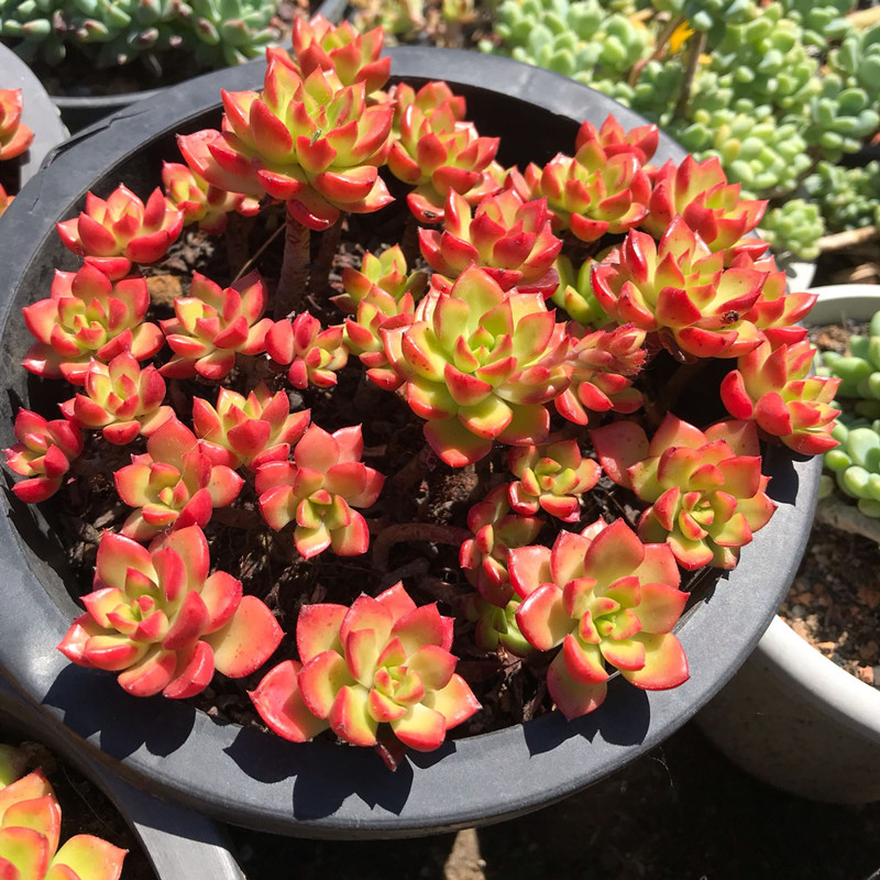 多肉夏天变绿,多肉怎么养才能爆盆上色