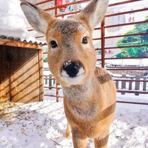 家乡特色美食分享,我家乡的特色是什么