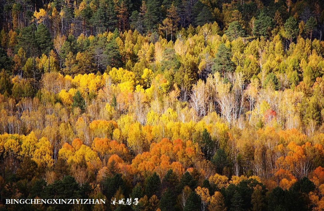 深秋的大兴安岭色彩斑斓,大兴安岭的秋天美景