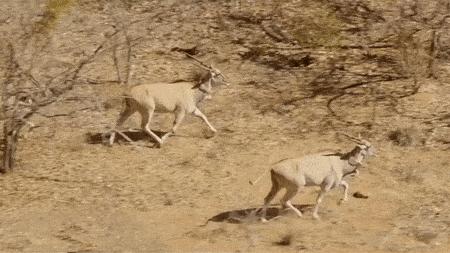 赌上全人类的技术,我们至今仍没有复活一种灭绝生物?