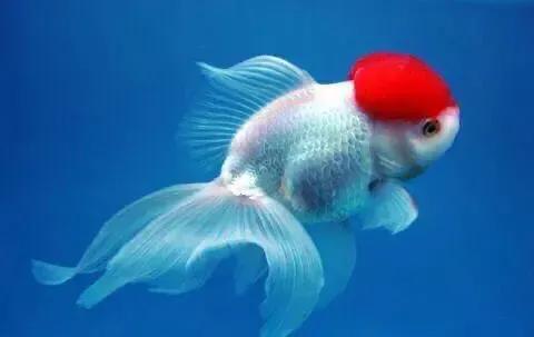 鱼缸养金鱼不死的小窍门,养金鱼的小窍门简单有效