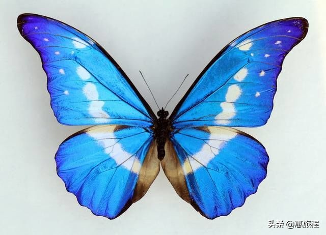 只要19.9元!3000+昆虫萌宠来袭!首届昆虫萌宠主题沉浸展空降武汉