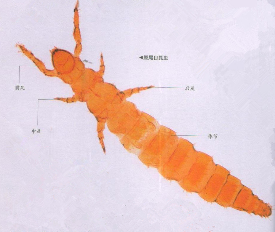 昆虫样子特点,昆虫视觉是什么样的