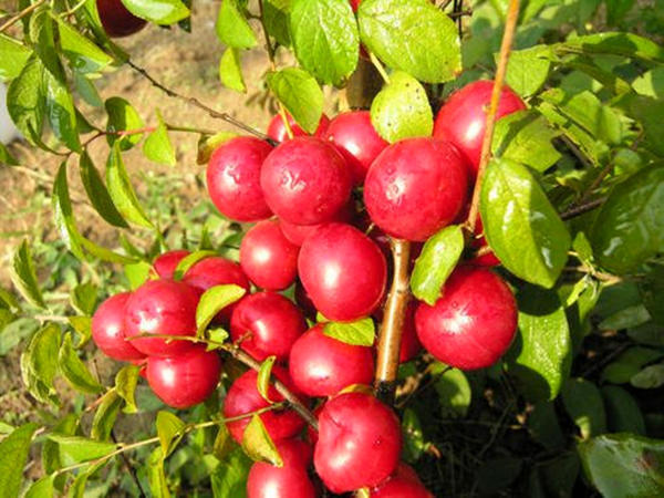 又大又好吃的高钙果,酸甜可口营养丰富的高钙果子