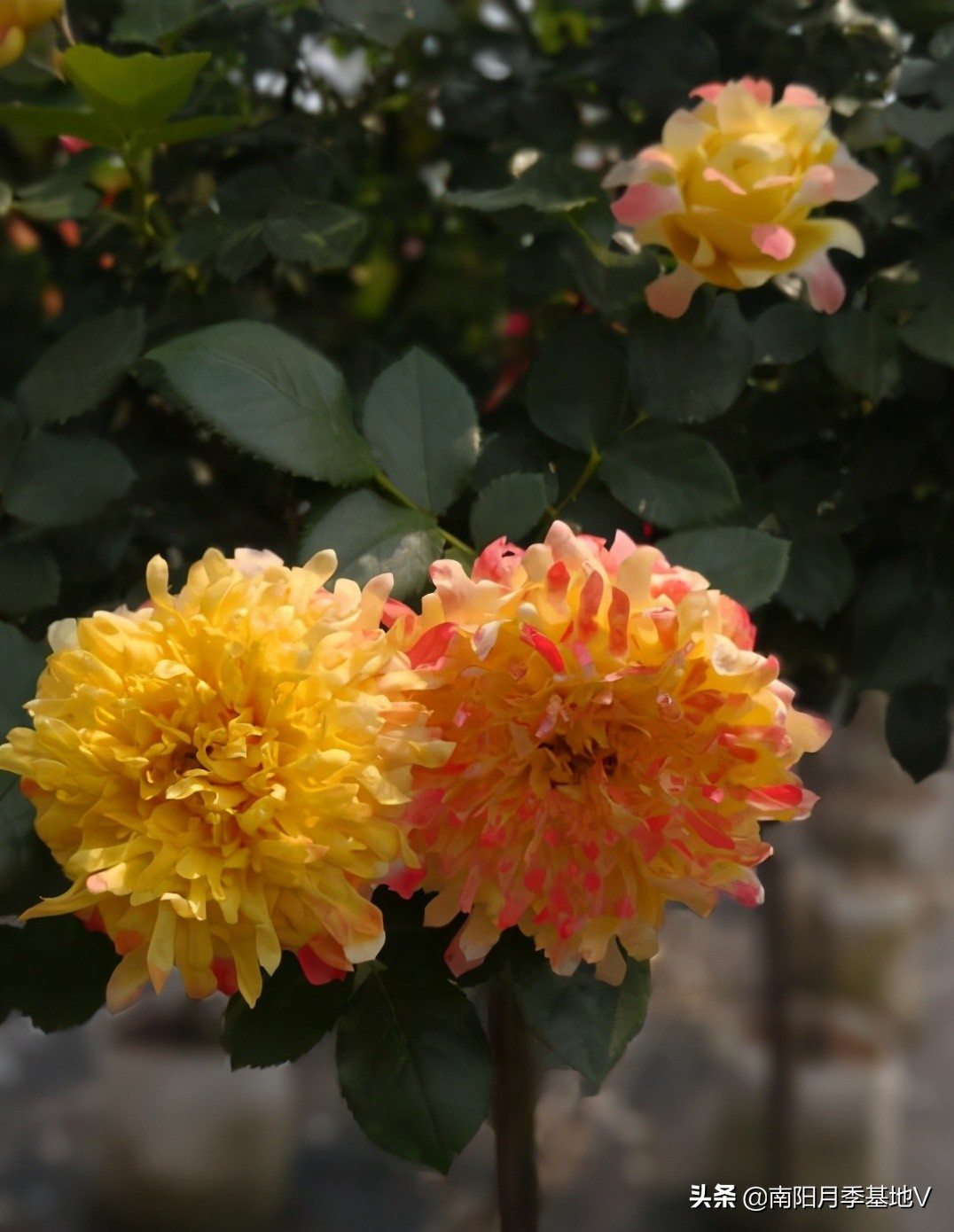 黄色月季花哪款好养好看,12种不同颜色的月季花图片大全