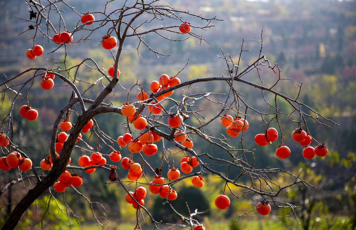 家里种什么树招财旺财最好,为什么家里忌讳种招财树