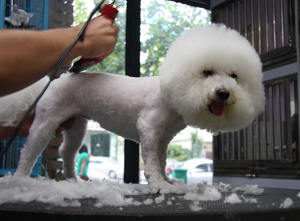 新手养狗一定要知道的6件事,新手养狗一定要知道的几件事