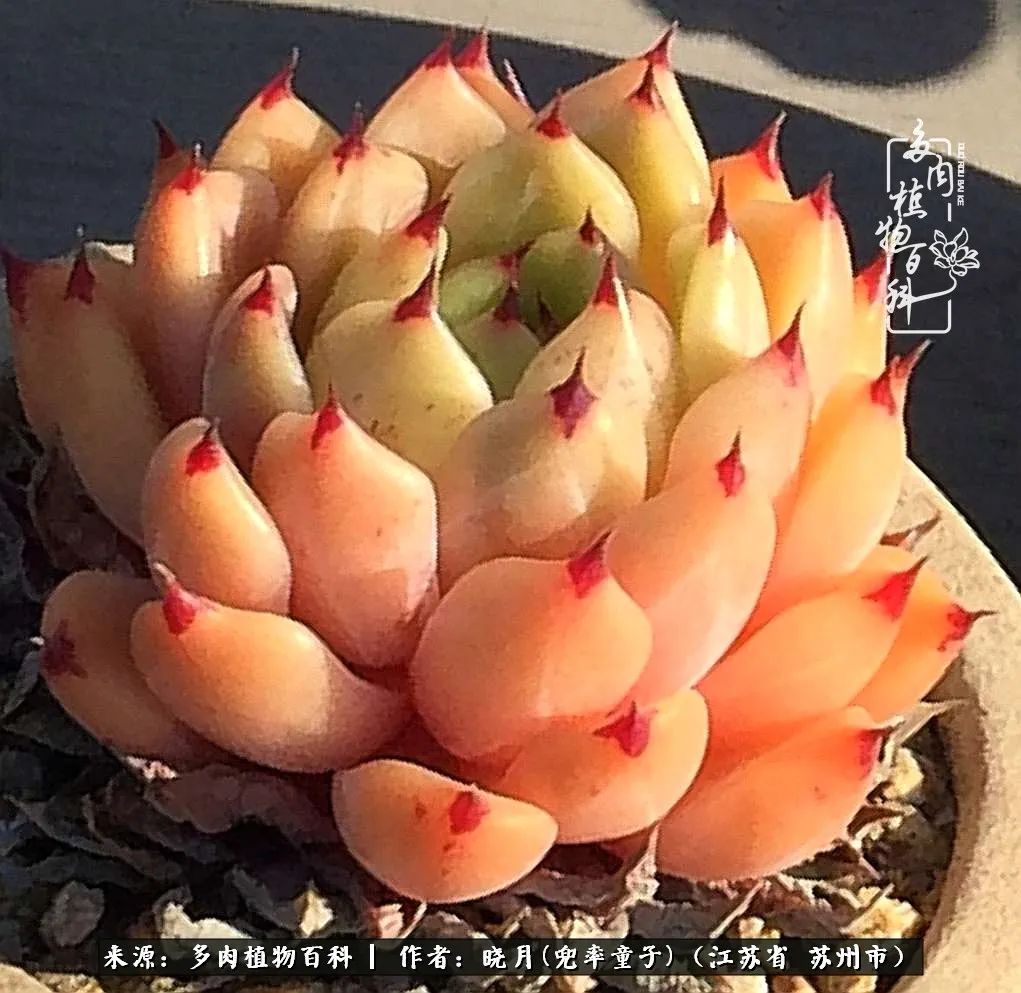 六年时间环游22个国家，却被多肉小萌物征服