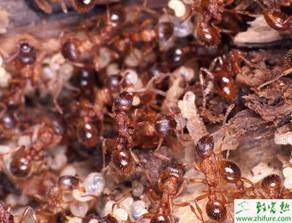 北方农业种植致富项目,农业种植致富项目有什么