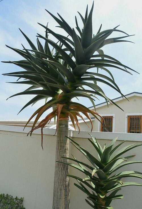 养芦荟盆大好还是小好,芦荟的养殖方法盆栽