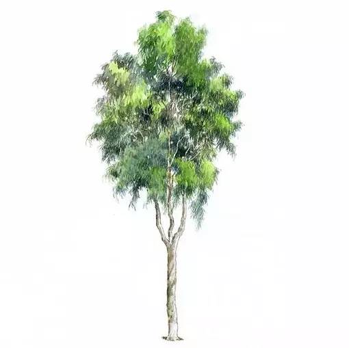 十种不同树叶的画法,五种不同树木的画法简单的