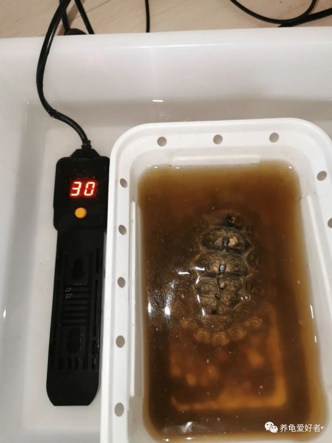 龟病用草药治疗方法,治龟病最佳药物