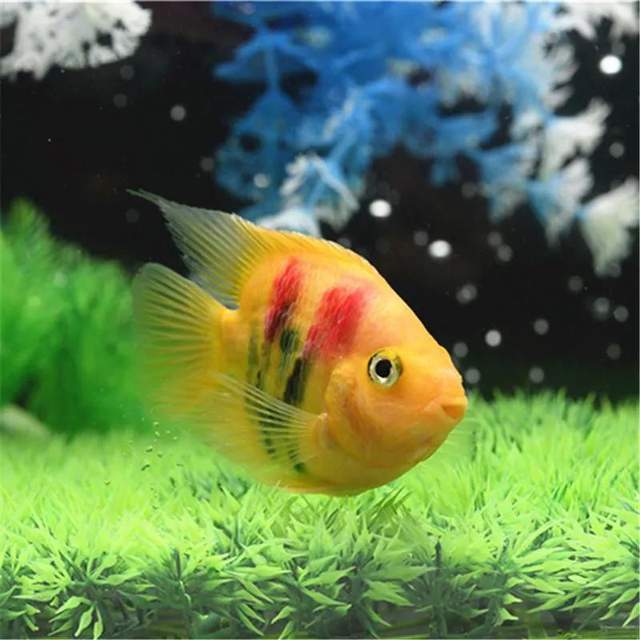最显眼的观赏鱼品种有哪些,常见观赏鱼品种大全名字