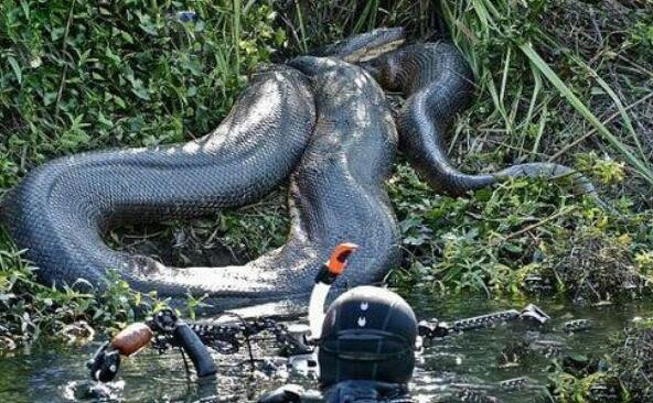 40斤大蟒蛇潜入村民养殖场,60斤巨蟒可以吞下人吗