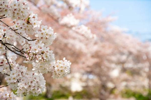 日本樱花又叫什么花,日本盛开樱花