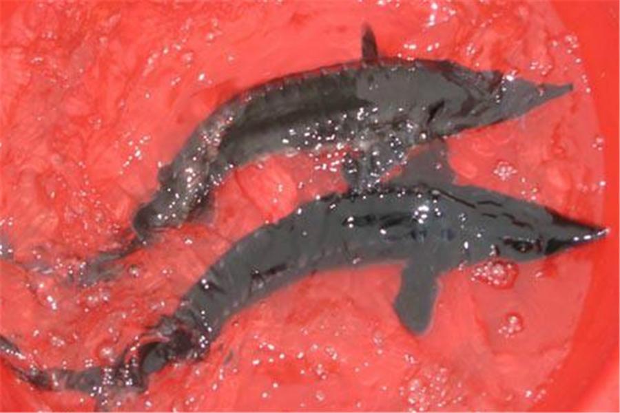 中华鲟养殖条件,中华鲟的养殖条件