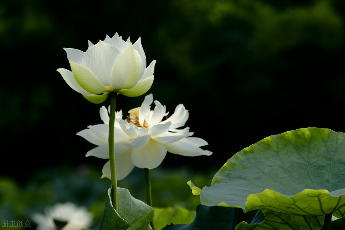 《鬼谷子》系列第二十二章,谋篇(2)