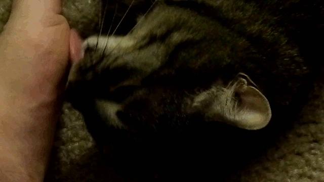 家养猫招财猫有哪些特征,招财猫的几个特征