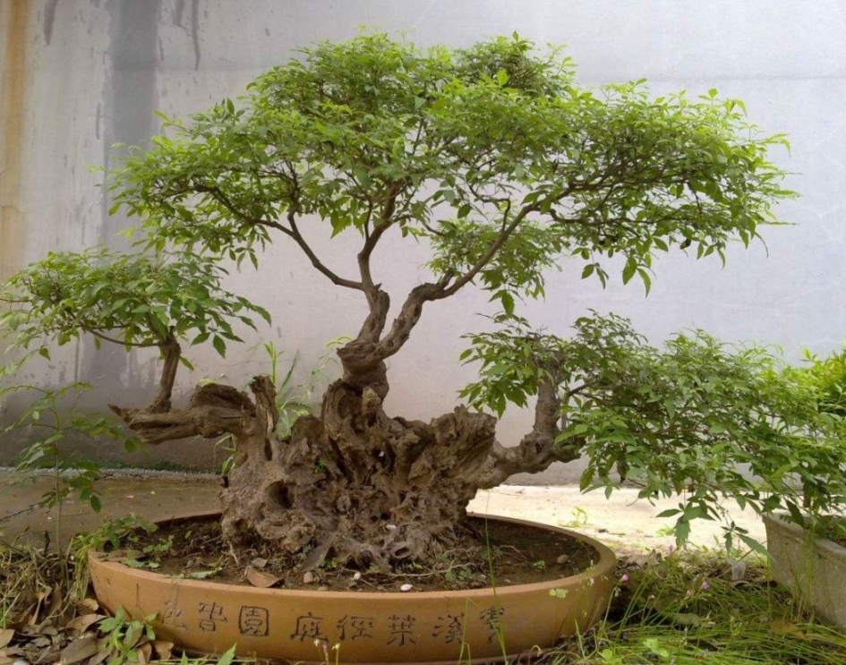 山上适合做盆景的树,山上有什么树做盆景