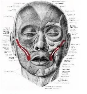 facs的全称是什么,facs面部编码系统