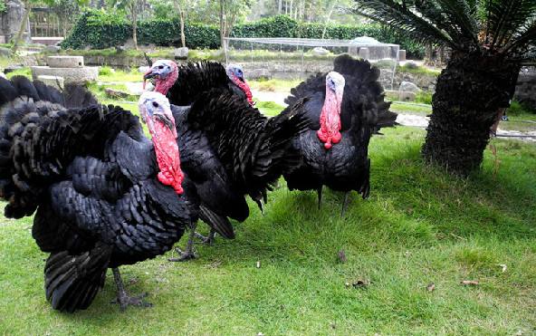 一斤左右的火鸡苗怎样饲养,火鸡饲养5个月可以长到多重