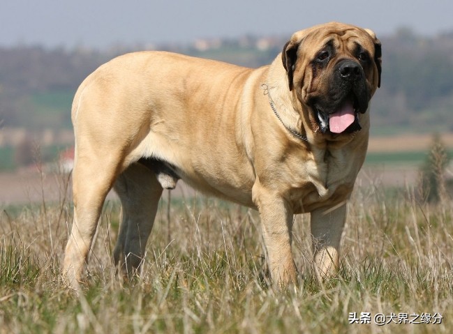 中国四大猎犬排名,最出色的几种猎犬