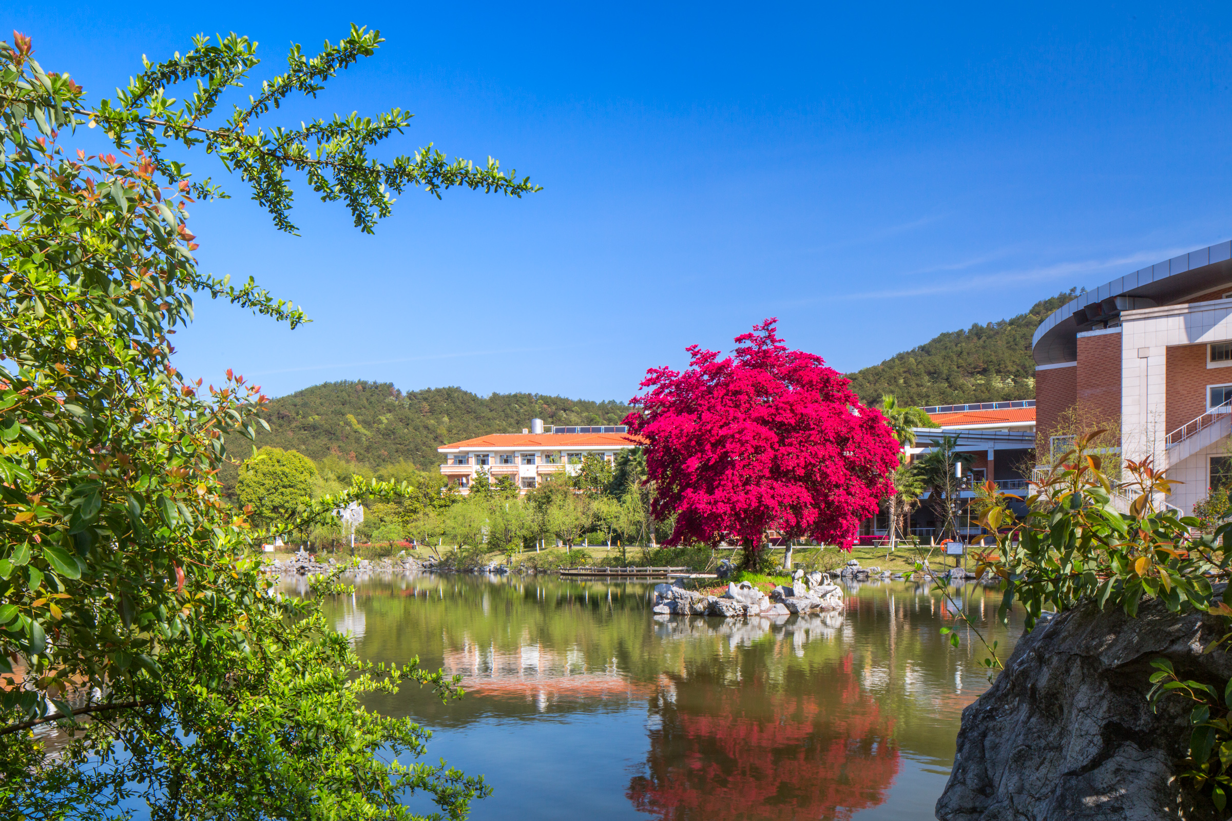 满园春色关不住,义乌中学内的一株红花檵木赢得老师纷纷赋诗赞美