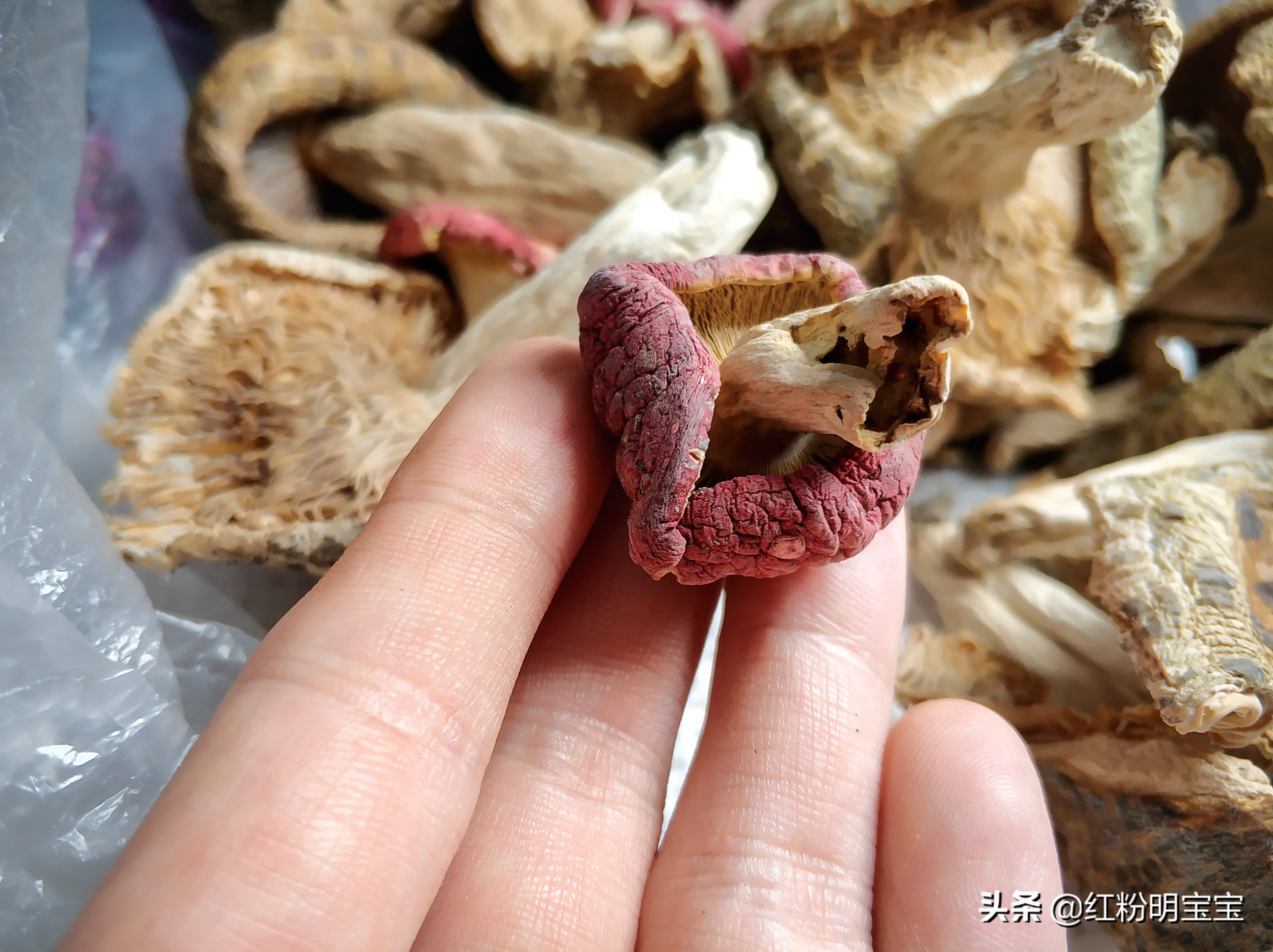 野生蘑菇,大山里的美味牛肝菌|红菇,有钱也很难买得到