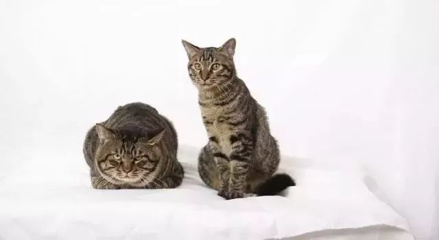 十块钱就能买一只狸花猫是真的吗,几十元的狸花猫能养吗